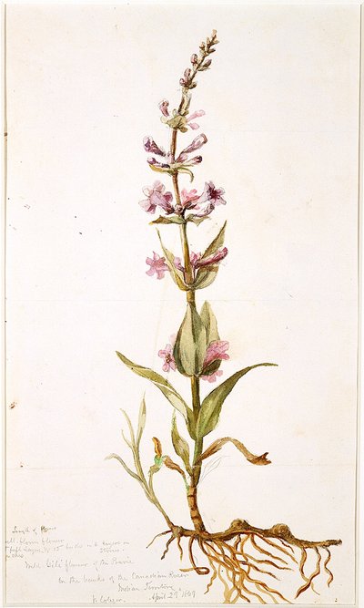カナダの川のほとりにある大草原のワイルドギリフラワー、インディアン準州、1869年（紙にトイレ） 作： Vincent Colyer